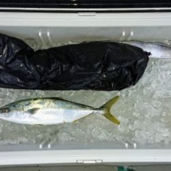 火遠理丸(ほおりまる) 釣果