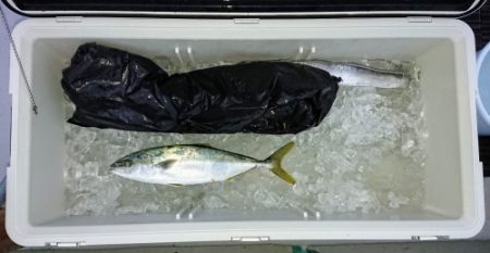 火遠理丸(ほおりまる) 釣果