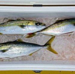 火遠理丸(ほおりまる) 釣果