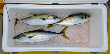 火遠理丸(ほおりまる) 釣果