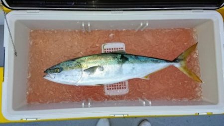 火遠理丸(ほおりまる) 釣果