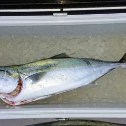 火遠理丸(ほおりまる) 釣果