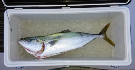 火遠理丸(ほおりまる) 釣果