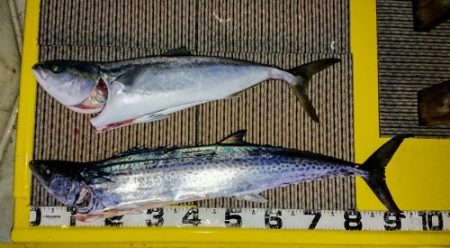 火遠理丸（ほおりまる） 釣果