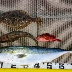 火遠理丸（ほおりまる） 釣果