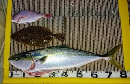 火遠理丸（ほおりまる） 釣果