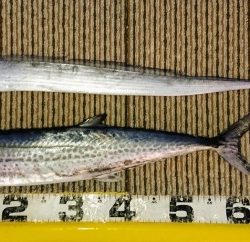 火遠理丸（ほおりまる） 釣果