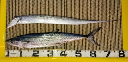 火遠理丸（ほおりまる） 釣果