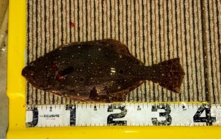 火遠理丸（ほおりまる） 釣果