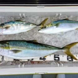 火遠理丸(ほおりまる) 釣果