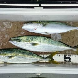 火遠理丸(ほおりまる) 釣果