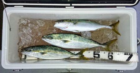 火遠理丸(ほおりまる) 釣果