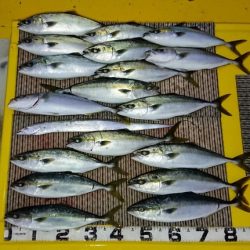 火遠理丸(ほおりまる) 釣果