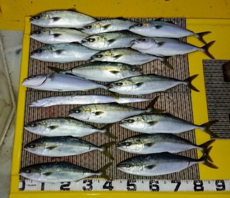 火遠理丸（ほおりまる） 釣果