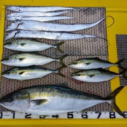 火遠理丸(ほおりまる) 釣果