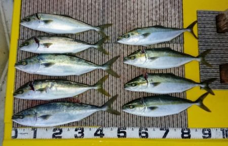 火遠理丸(ほおりまる) 釣果