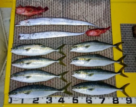 火遠理丸(ほおりまる) 釣果