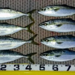 火遠理丸(ほおりまる) 釣果