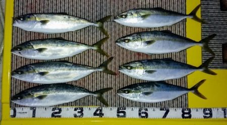 火遠理丸(ほおりまる) 釣果