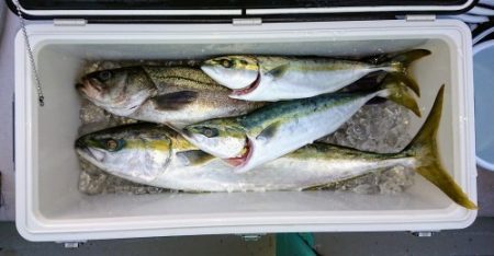 火遠理丸(ほおりまる) 釣果