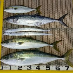 火遠理丸(ほおりまる) 釣果