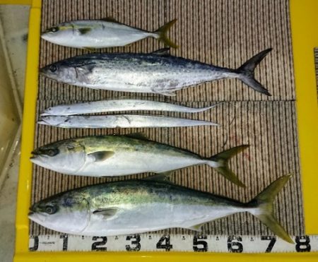 火遠理丸(ほおりまる) 釣果