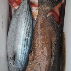 遊漁船 新鋭丸 釣果