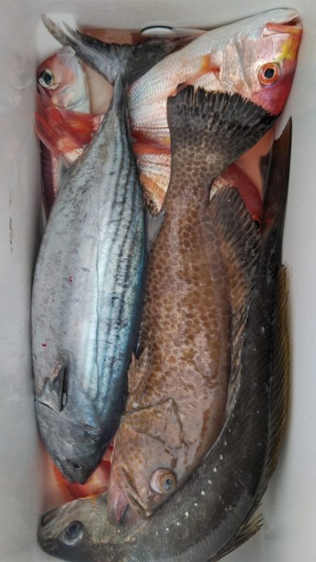 遊漁船 新鋭丸 釣果