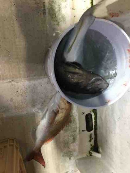 龍宮丸 釣果