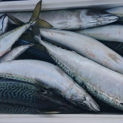 気仙沼 つり丸 釣果