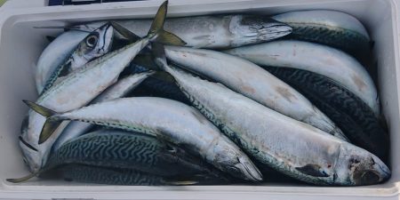 気仙沼 つり丸 釣果