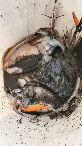 遊漁船　ニライカナイ 釣果