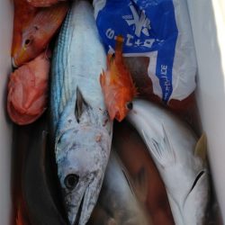 遊漁船 新鋭丸 釣果