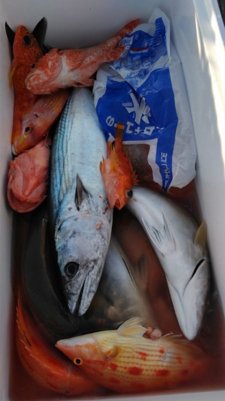 遊漁船 新鋭丸 釣果