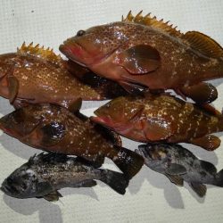 TOPGUN名古屋 釣果