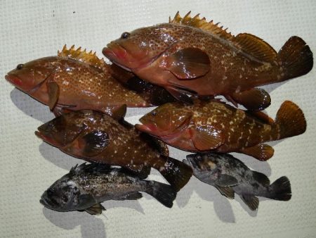 TOPGUN名古屋 釣果