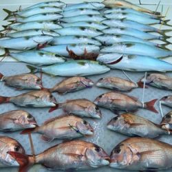 ミタチ丸 釣果