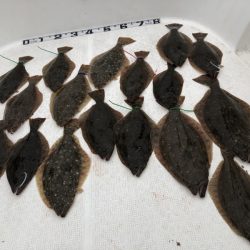 Magic（マジック） 釣果