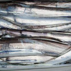 遊漁船 ニライカナイ 釣果