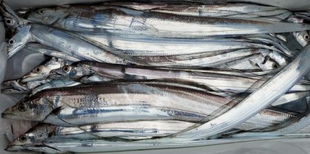 遊漁船 ニライカナイ 釣果