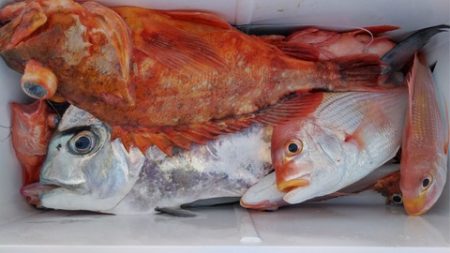 遊漁船 新鋭丸 釣果