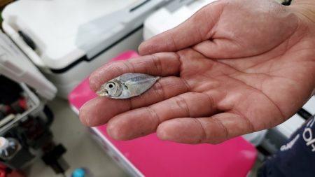 遊漁船 ニライカナイ 釣果