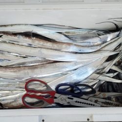 遊漁船 ニライカナイ 釣果