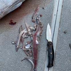 へいみつ丸 釣果