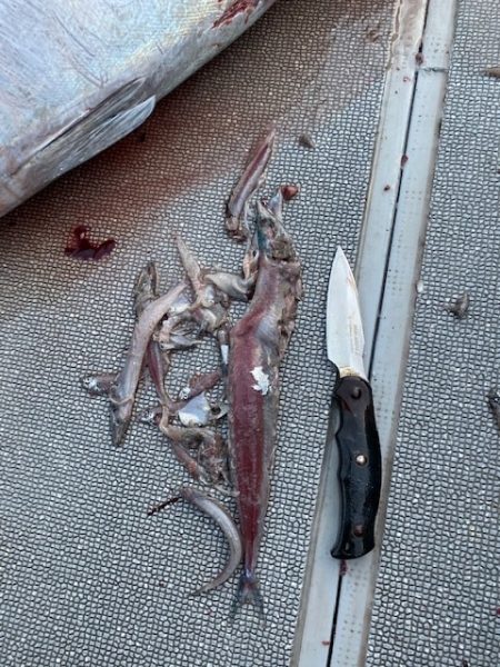 へいみつ丸 釣果