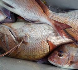 こうゆう丸 釣果