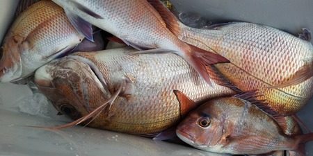 こうゆう丸 釣果