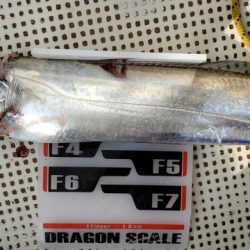 遊漁船 ニライカナイ 釣果