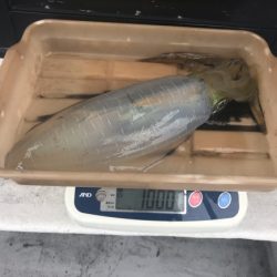 まると屋 釣果