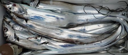 遊漁船　ニライカナイ 釣果